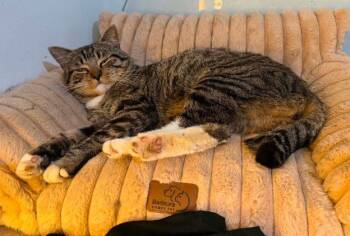 Spartan -  Domestic Medium Hair Cat for Adoption in Anchorage, Alaska - Spartan | PetCurious