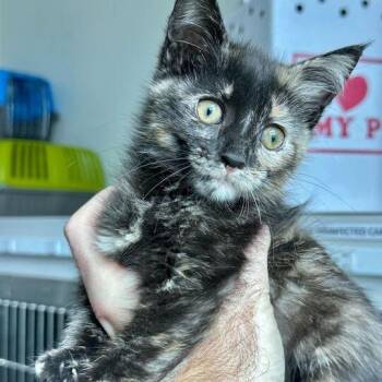 Domestic Short Hair Cats Available for Adoption in Matteson, Illinois - Zesty Buffalo | PetCurious