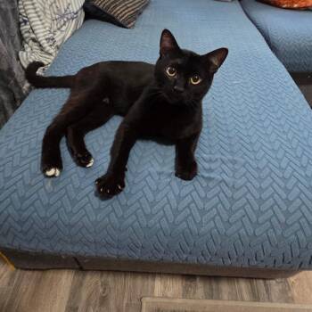 Gomez -  Domestic Short Hair Cat for Adoption in Salt Lake City, Utah - Gomez | PetCurious
