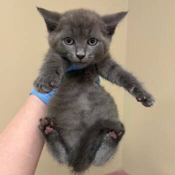 Biff -  Domestic Short Hair Cat for Adoption in Birmingham, Alabama - Biff | PetCurious