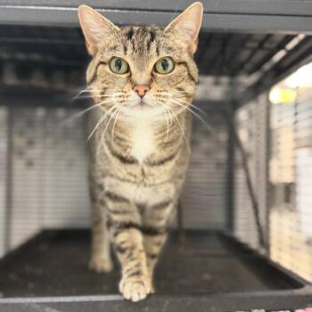 Suki -  Domestic Short Hair Cat for Adoption in Portage, Michigan - Suki | PetCurious