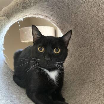 Rescue Domestic Short Hair Cats for Adoption in Buffalo, New York - Jessie | PetCurious