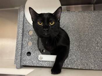 BEAN -  Domestic Short Hair Cat for Adoption in Colorado Springs, Colorado - BEAN | PetCurious