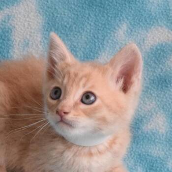 Chateau 52642 -  Domestic Short Hair Cat for Adoption in Eureka, California - Chateau 52642 | PetCurious
