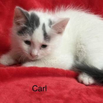CARL -  Turkish Van and Domestic Short Hair Cat for Adoption in Columbus, Ohio - CARL | PetCurious