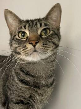 Rex -  Domestic Short Hair Cat for Adoption in Hayward, Wisconsin - Rex | PetCurious