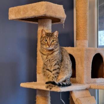 Sissy -  Domestic Short Hair Cat for Adoption in Abingdon, Maryland - Sissy | PetCurious