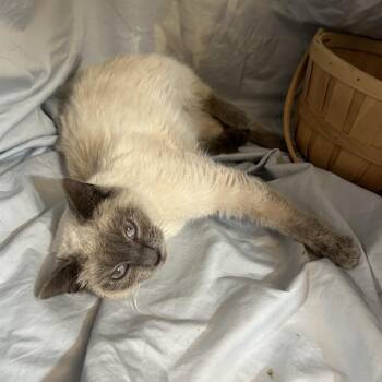 Roz -  Siamese Cat for Adoption in Columbia, Missouri - Roz | PetCurious