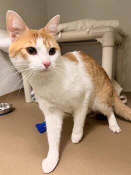 Domestic Short Hair Cats Available for Adoption in Boston, Massachusetts - KRAFT MAC | PetCurious