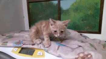 STRAWBERRY -  Domestic Short Hair Cat for Adoption in Houston, Texas - STRAWBERRY | PetCurious
