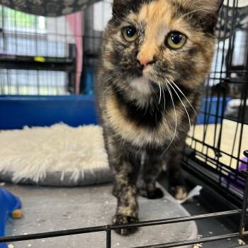 Calico Cats Available for Adoption in Columbia, South Carolina - Katniss Everclear | PetCurious