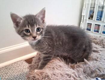 Rescue Domestic Short Hair Cats for Adoption in Rossville, Tennessee - Haggart | PetCurious