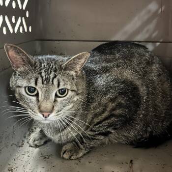 Cai -  Domestic Short Hair Cat Available for Adoption in Flagstaff, Arizona - Cai | PetCurious