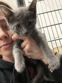 Domestic Short Hair Cats Available for Adoption in West Chester, Pennsylvania - Vector | PetCurious