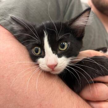 Acadia -  Domestic Short Hair Cat for Adoption in Bloomington, Illinois - Acadia | PetCurious