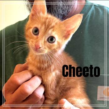 Cheeto -  Domestic Short Hair Cat for Adoption in Monroe, Michigan - Cheeto | PetCurious