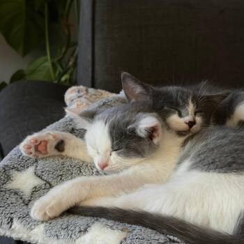 Tupy -  American Shorthair Cat for Adoption in Huntsville, Alabama - Tupy | PetCurious