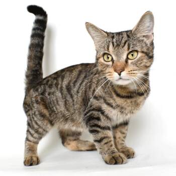 Domestic Short Hair Cats Available for Adoption - Nya | PetCurious