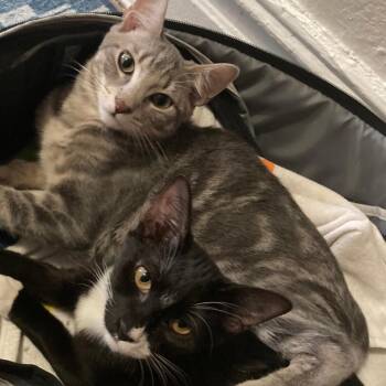 Frankie (and Jolie): Courtesy Post -  Domestic Short Hair Cat Available for Adoption in New York, New York - Frankie (and Jolie): Courtesy Post | PetCurious