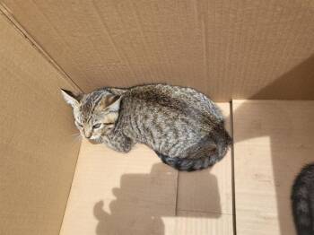 Domestic Short Hair Cats Available for Adoption in Fort Walton Beach, Florida - PAPER CLIP | PetCurious