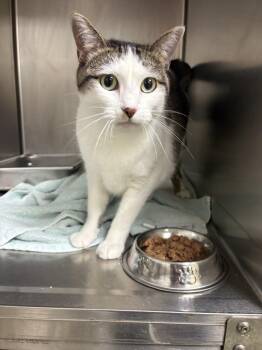 26-0596 "Clue" -  Domestic Short Hair Cat for Adoption in Leavenworth, Kansas - 26-0596 "Clue" | PetCurious