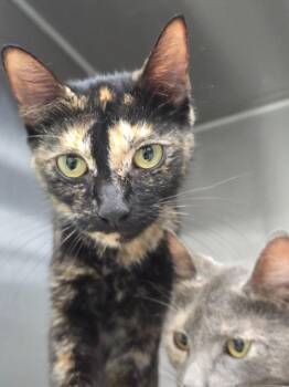 Claire -  Domestic Short Hair Cat for Adoption in Danielsville, Georgia - Claire | PetCurious