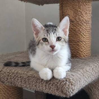 Drew -  Domestic Short Hair Cat for Adoption in San Tan Valley, Arizona - Drew | PetCurious