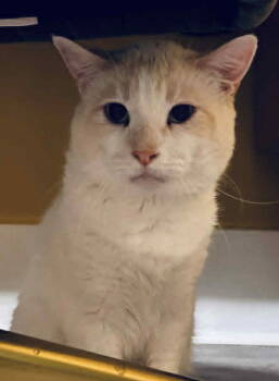 Rescue Domestic Short Hair Cats for Adoption in Dalzell, Illinois - Kindle | PetCurious