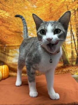 Rescue Domestic Short Hair Cats for Adoption in San Antonio, Texas - Envy | PetCurious