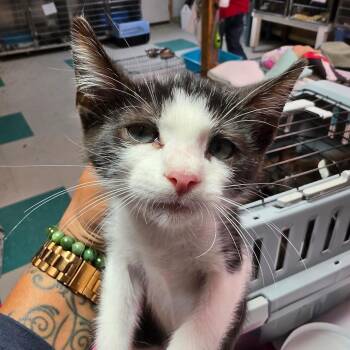 Pip -  Domestic Short Hair Cat for Adoption in Leander, Texas - Pip | PetCurious