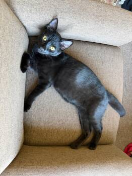 Embry-male teen -  Domestic Short Hair Cat for Adoption in Los Altos, California - Embry-male Teen | PetCurious