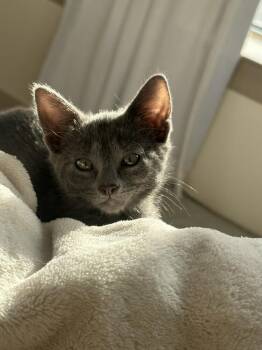 Yzma -  Domestic Short Hair Cat for Adoption in Aurora, Colorado - Yzma | PetCurious