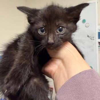 Jinx -  Domestic Short Hair Cat for Adoption in Cody, Wyoming - Jinx | PetCurious
