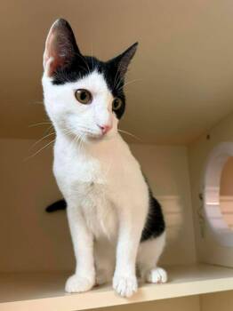 Domestic Short Hair Cats Available for Adoption - Art | PetCurious