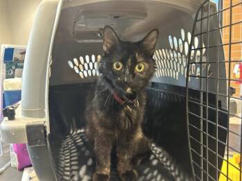 MORRIS -  Domestic Short Hair Cat for Adoption in Rowlett, Texas - MORRIS | PetCurious