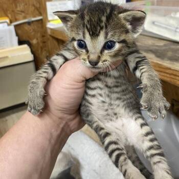 Peregrine -  Domestic Short Hair Cat for Adoption in Blairsville, Georgia - Peregrine | PetCurious