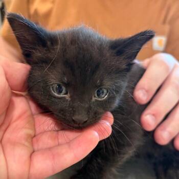 Salem -  Domestic Short Hair Cat for Adoption in West Des Moines, Iowa - Salem | PetCurious
