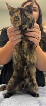 Rescue Domestic Short Hair Cats for Adoption in Danielsville, Georgia - Fiona | PetCurious