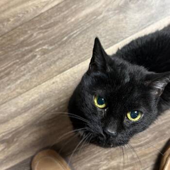 Gillyweed -  Domestic Medium Hair Cat for Adoption in Reno, Nevada - Gillyweed | PetCurious