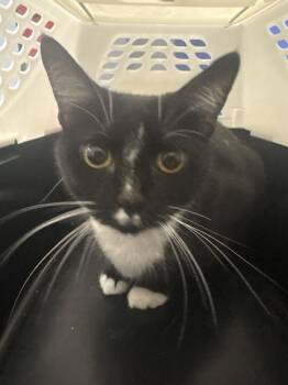 Gimbles -  Domestic Short Hair Cat for Adoption in Cincinnati, Ohio - Gimbles | PetCurious