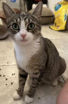 Rescue Domestic Short Hair Cats for Adoption in Manchester, New Hampshire - Phoebe | PetCurious