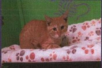 Rescue Domestic Short Hair Cats for Adoption in Houston, Texas - Rocky | PetCurious