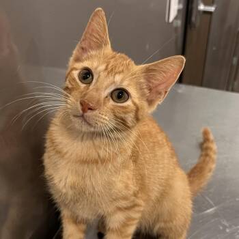 Tangerine -  Domestic Short Hair Cat for Adoption in Washburn, Missouri - Tangerine | PetCurious