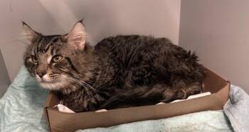 Ame -  Domestic Long Hair Cat for Adoption - Ame | PetCurious