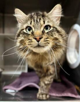 Domestic Long Hair Cats Available for Adoption in York, South Carolina - KISWICK | PetCurious