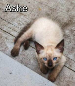 Ashe` Bridges -  Siamese and Domestic Short Hair Cat for Adoption in Beatrice, Nebraska - Ashe` Bridges | PetCurious