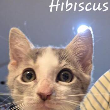 Hybiscus -  Domestic Short Hair Cat for Adoption in Waldorf, Maryland - Hybiscus | PetCurious
