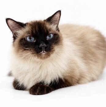 Molly is simply magic - Exotic floofy and just wonderful - VIDEO -  Ragdoll and Birman Cat for Adoption in Bedford Hills, New York - Molly Is Simply Magic - Exotic Floofy And Just Wonderful - VIDEO | PetCurious