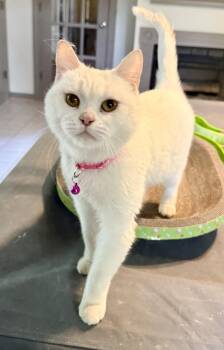 Domestic Short Hair Cats Available for Adoption in Woodbridge, Virginia - Sweet Savannah From Egypt  | PetCurious