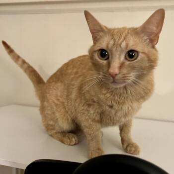 Chamomile -  Domestic Short Hair Cat for Adoption in Fairfax Station, Virginia - Chamomile | PetCurious